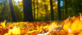 Quantum Touch Earth Energy Healing Audio